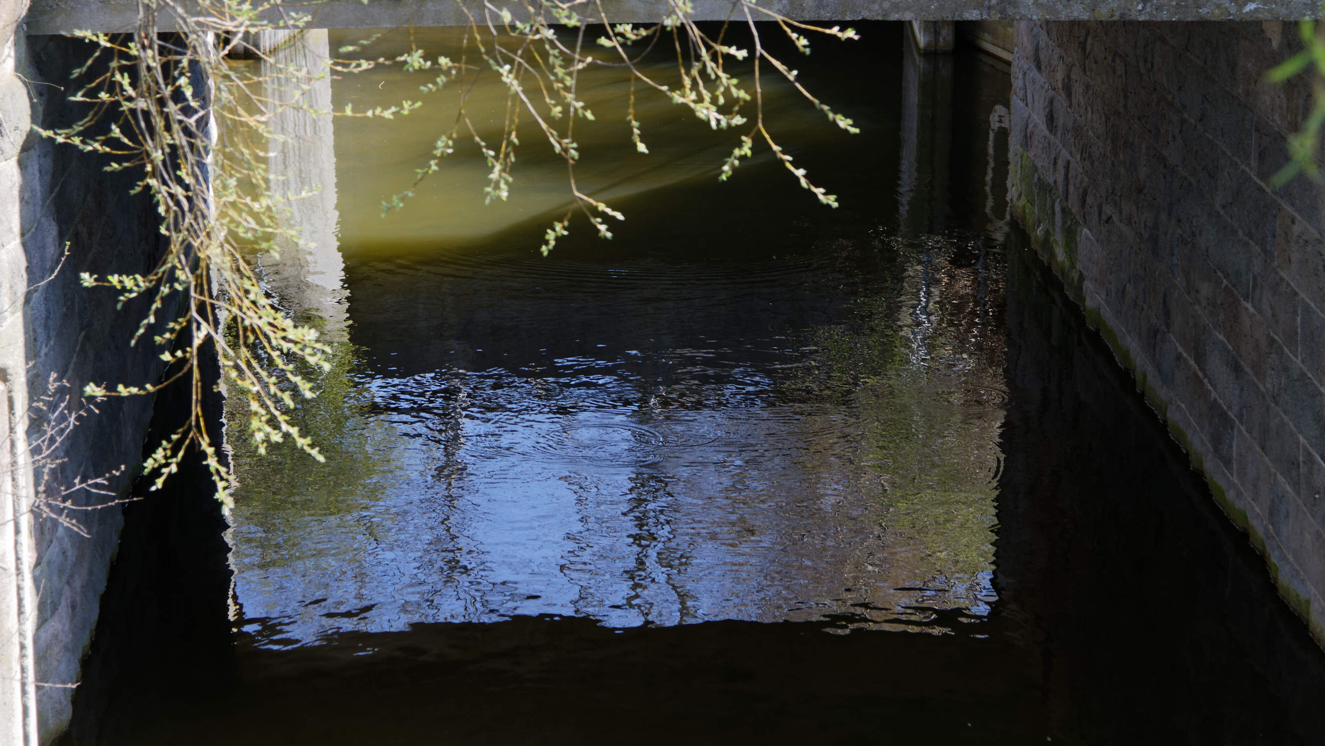 20210420 Lyngby Sø 17